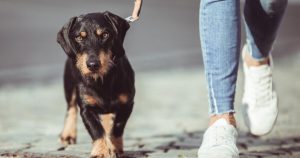 Klöckner möchte Hunden auf Rezept ausreichend Bewegung garantieren