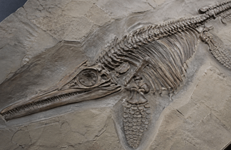 Überleben im Jura: 180 Millionen Jahre altes Meeresreptil entwickelte ungewöhnliche Strategie