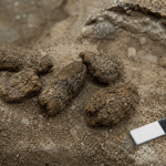 Gefossiliseerde eekhoornkeutels onthullen verrassende geheimen van de mammoetsteppe