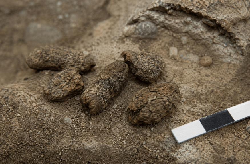 Gefossiliseerde eekhoornkeutels onthullen verrassende geheimen van de mammoetsteppe
